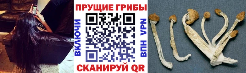Купить  Москва  Галлюциногенные грибы Magic Shrooms 